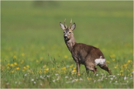 <p>SRNEC OBECNÝ (Capreolus capreolus) Šluknovsko - Jiříkov --- /European roe deer - Reh/</p>